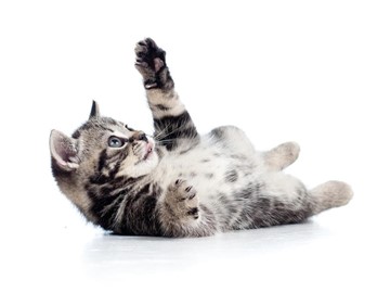 Alergias en gatos