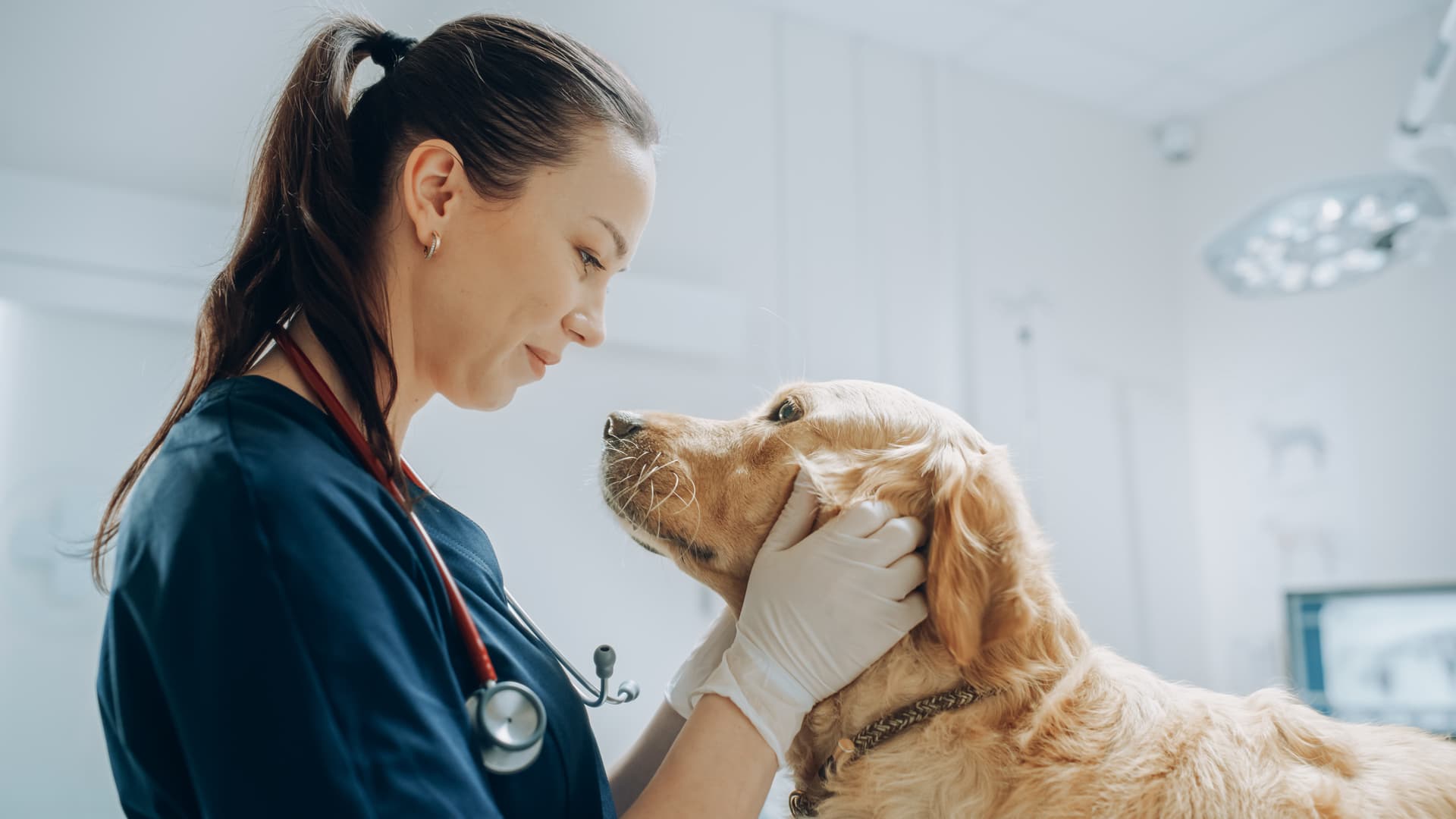 Datos de contacto de clínica veterinaria en Boiro