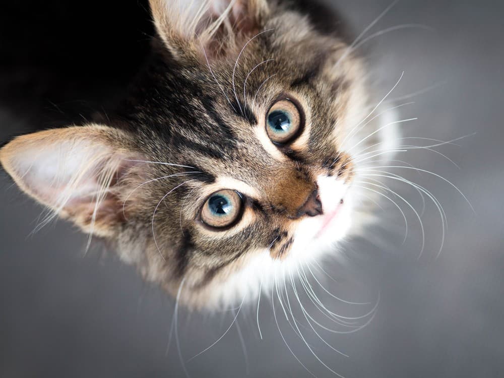 dermatólogo veterinario en Boiro