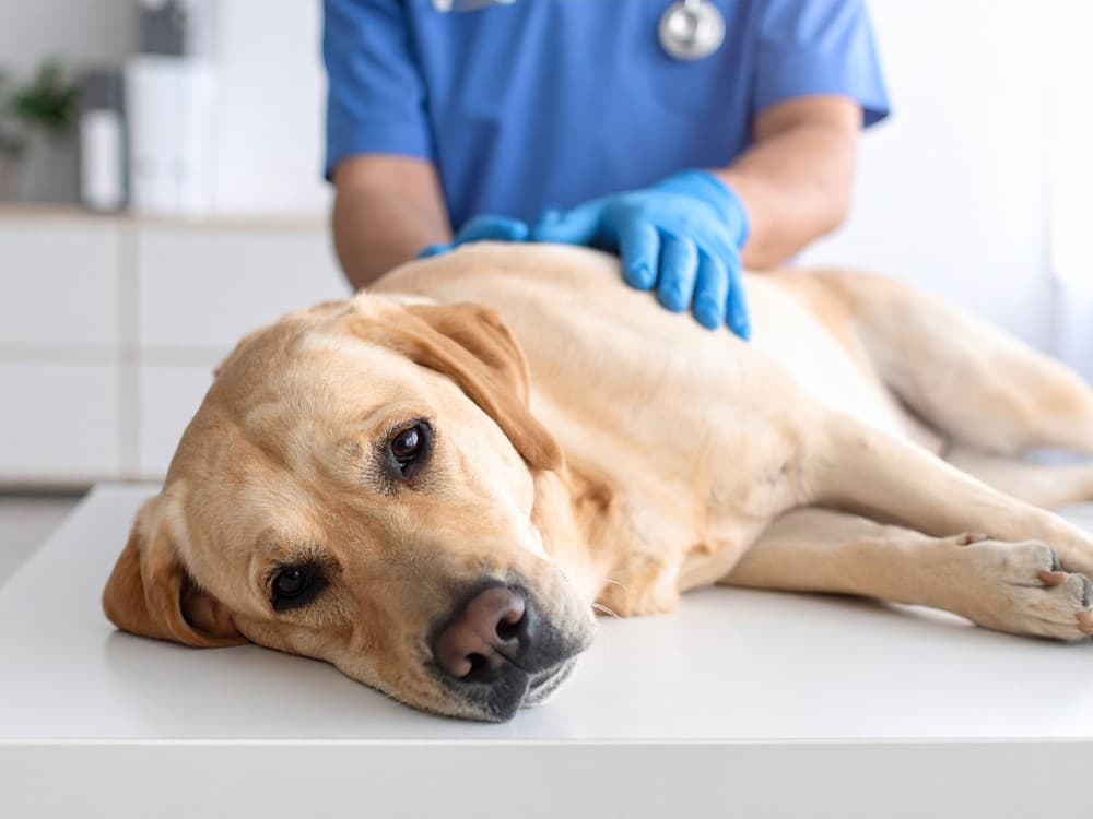 centro dermatológico veterinario en Boiro