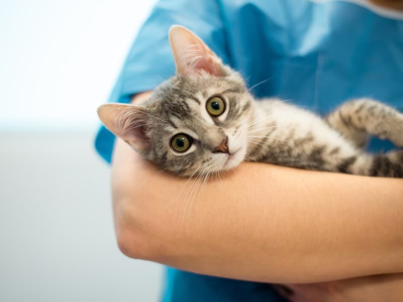 Pide tu cita en nuestra clínica veterinaria en Boiro