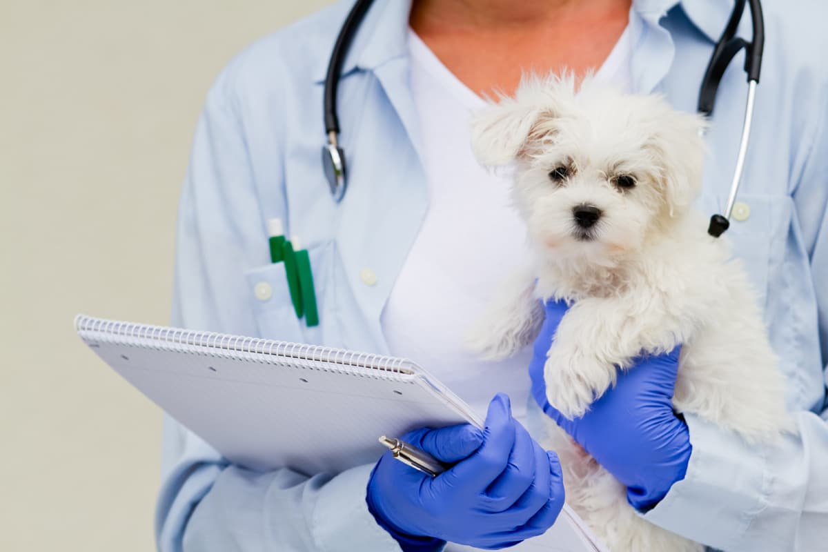 Diagnóstico profesional de mascotas