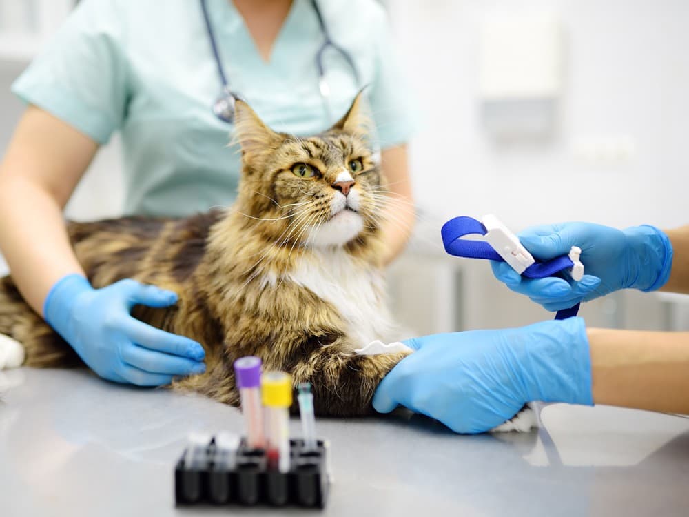 analítica veterinaria en Boiro