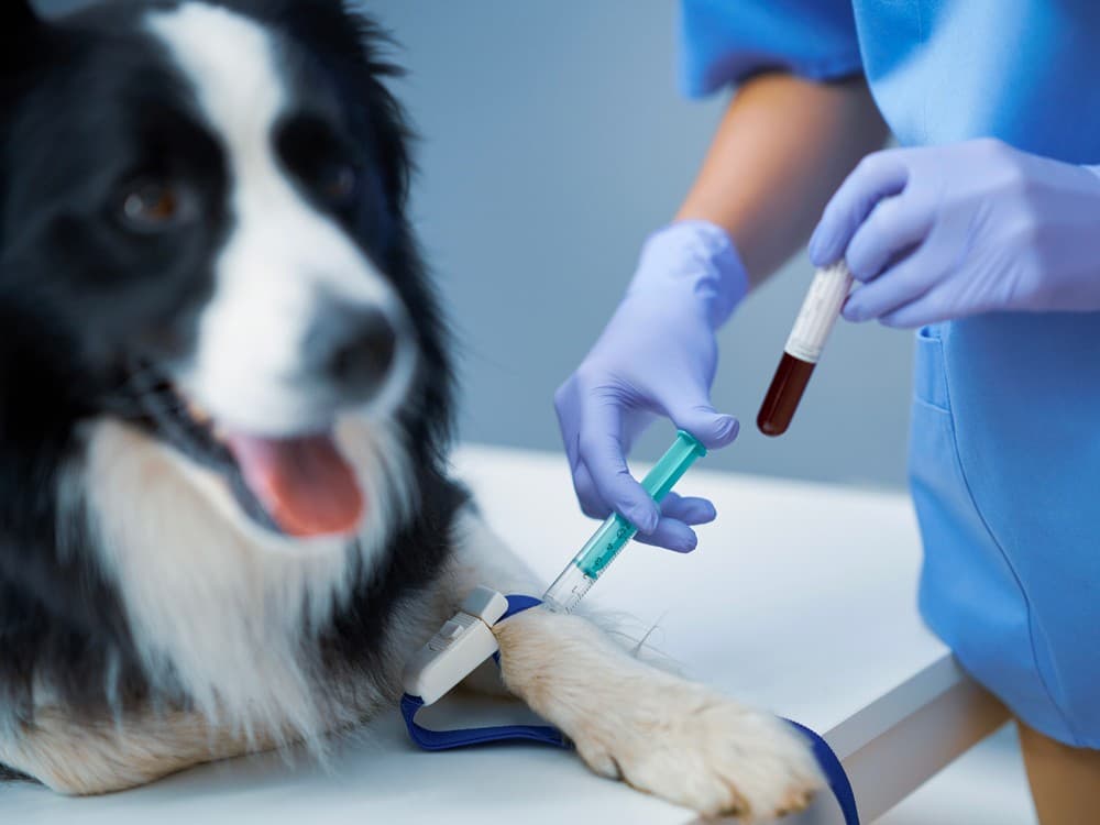 citología veterinaria en Boiro