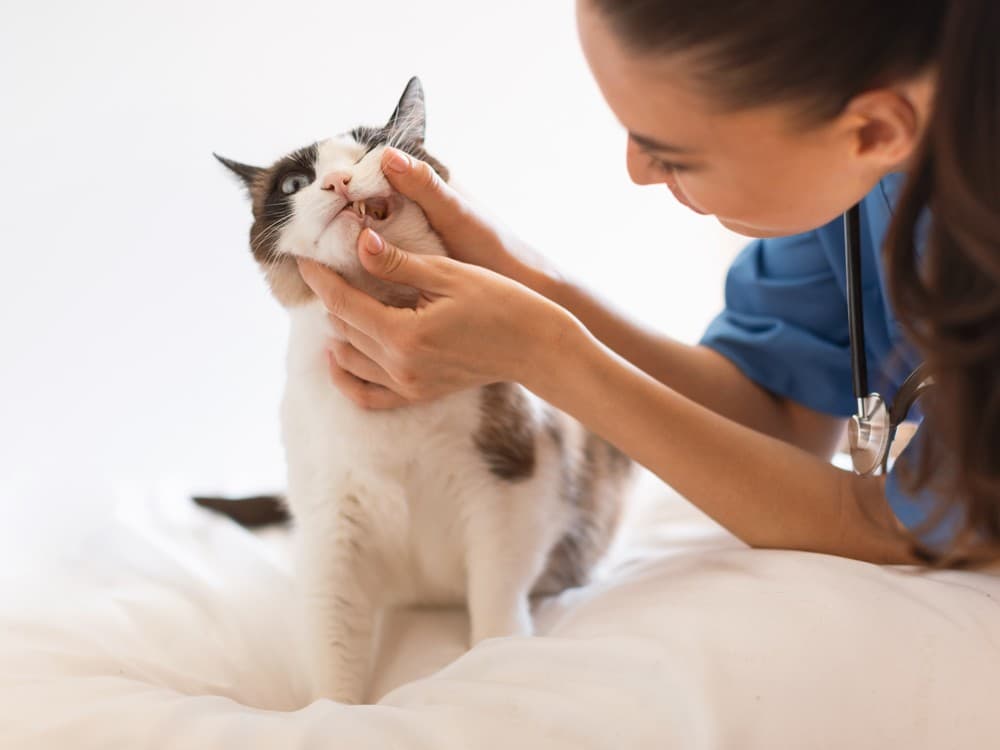 Extracciones dentales para perros en Boiro