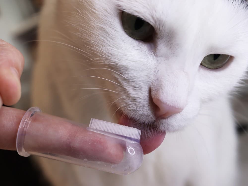 Limpiezas dentales para perros en Boiro