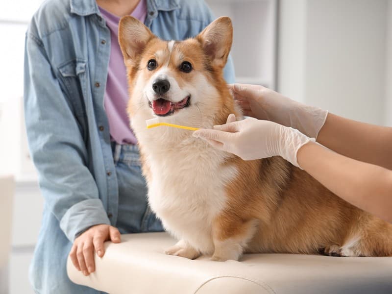 Limpiezas de boca y extracciones