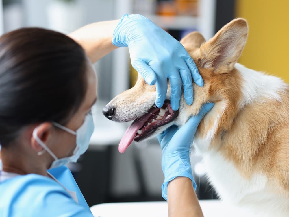 Tratamiento de caries para perros en Boiro