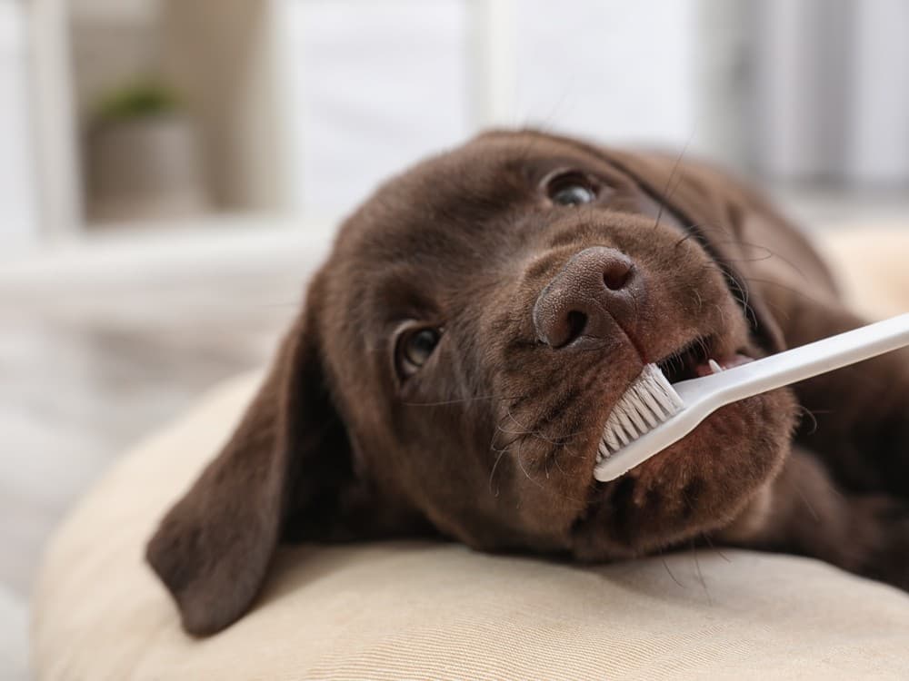 dentista para perros en Boiro