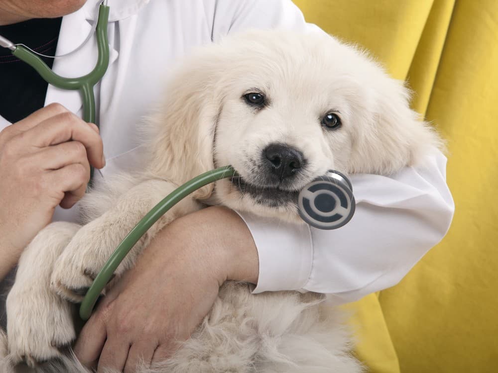 veterinario dentista en Boiro