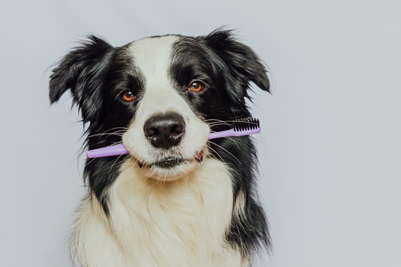 Dentista para perros en Boiro