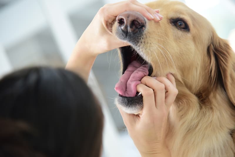 Veterinario dentista en Boiro