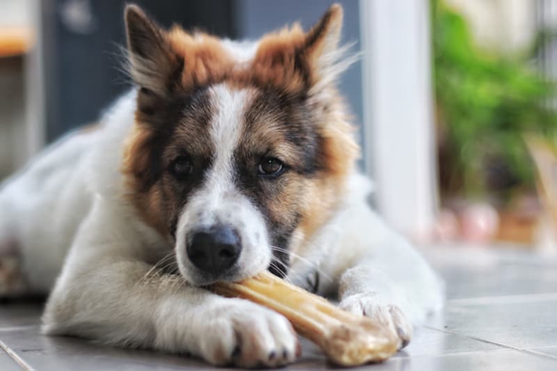 Dentista para perros en Boiro