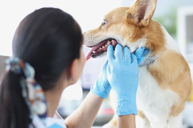 Veterinario dentista en Boiro