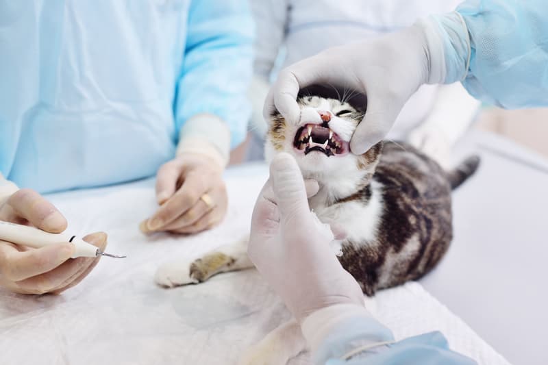 Veterinario dentista en Boiro