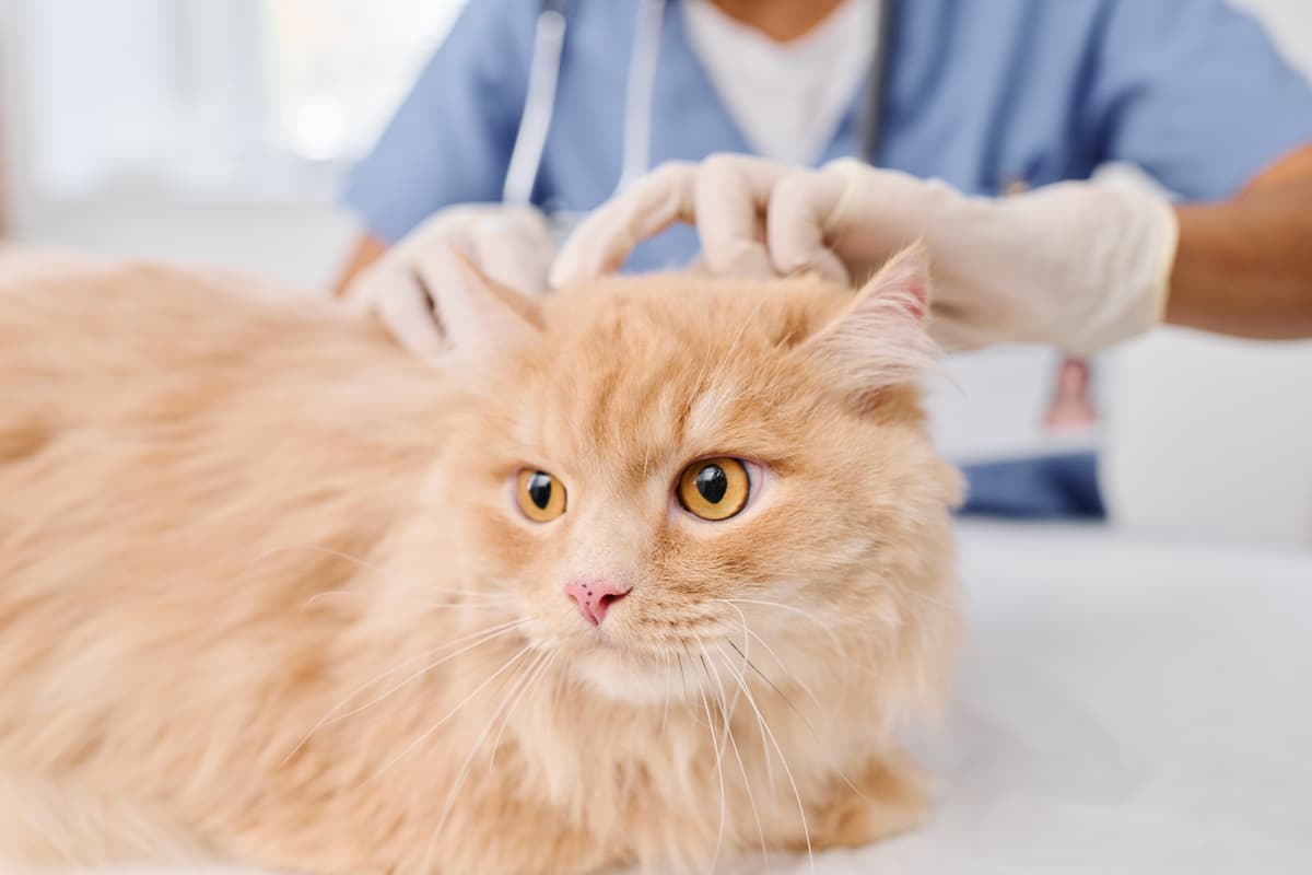 Centro dermatológico veterinario en Boiro