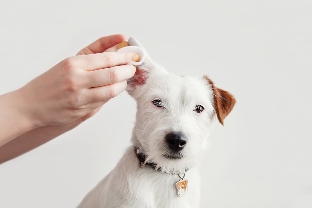 Problemas de la piel en perros en Boiro