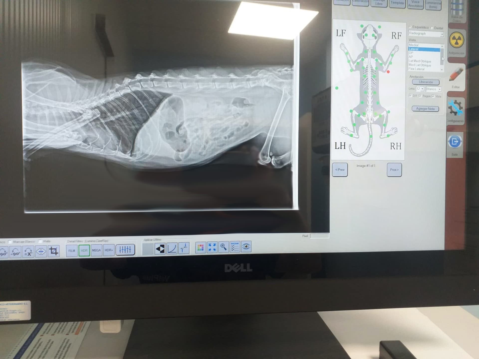 radiografía para gato en Boiro