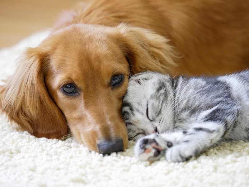 Servicios complementarios