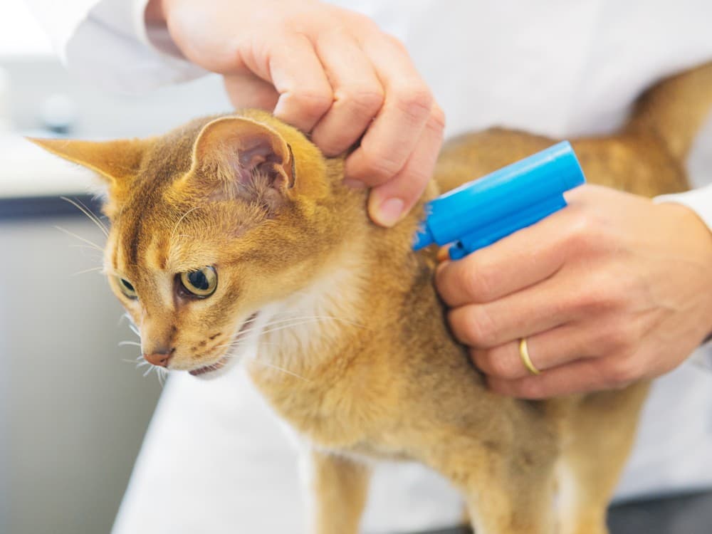 dermatólogo veterinario en Boiro