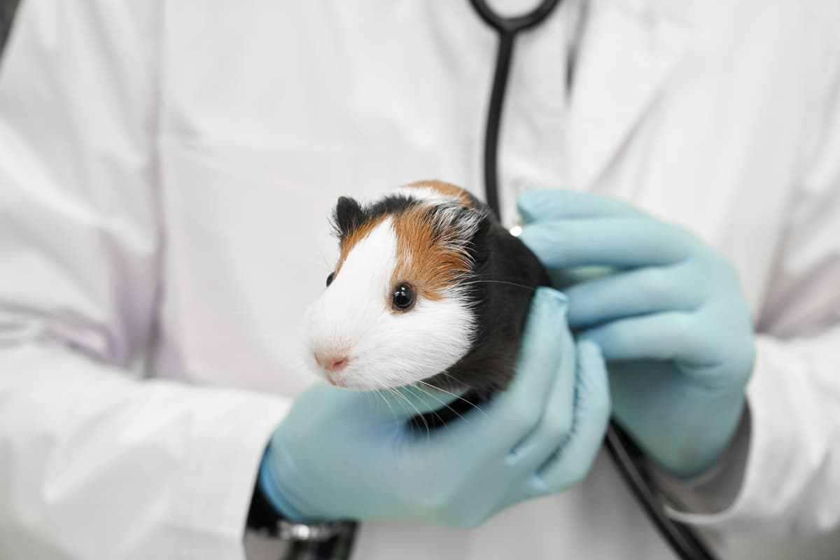 Medicina preventiva para mascotas en Boiro