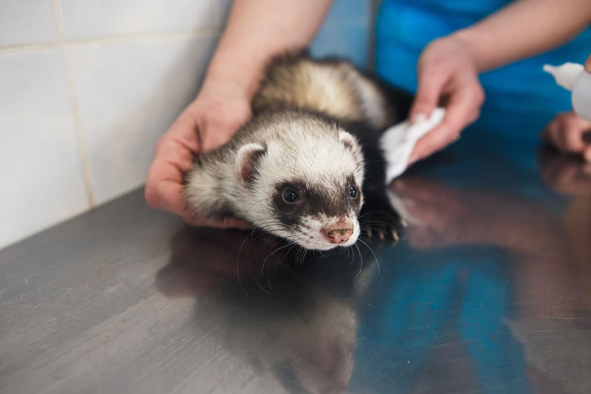 Veterinarios para animales exóticos en Boiro