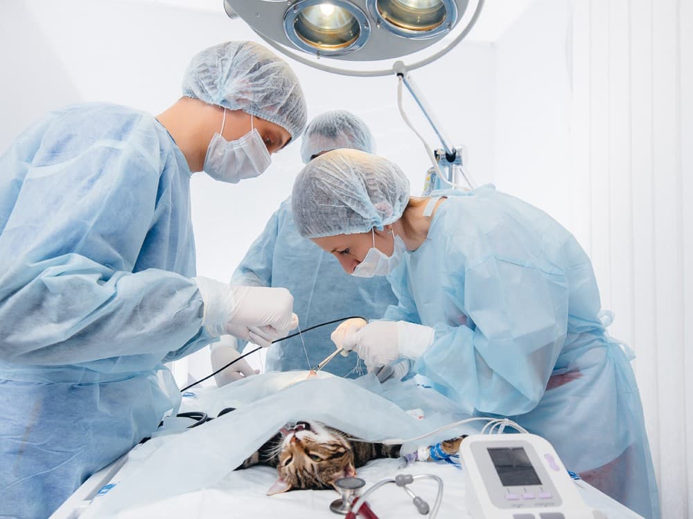 cirugía para castrar gato en Boiro