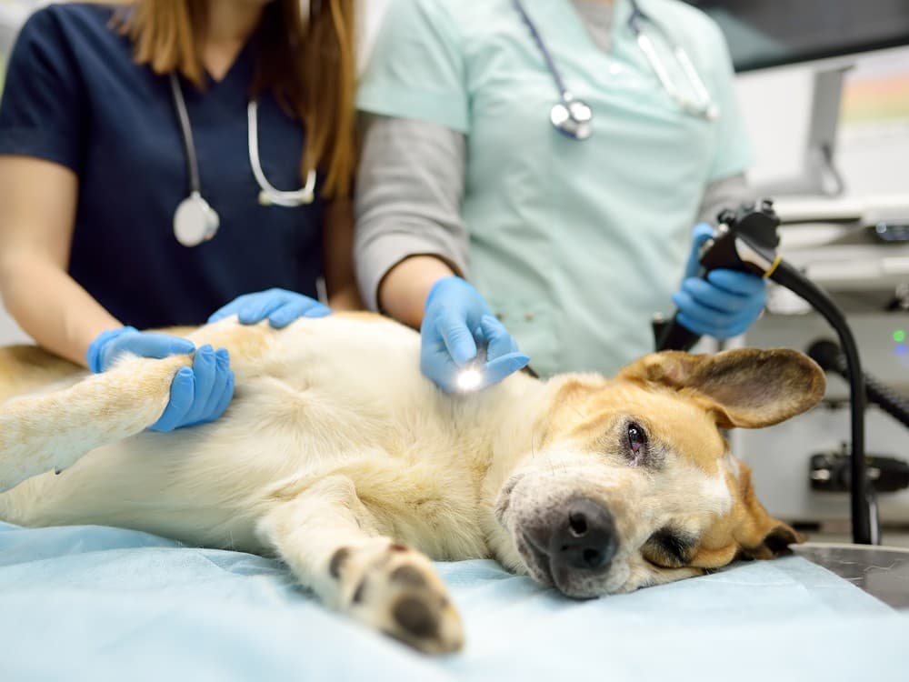 láser veterinario en Boiro