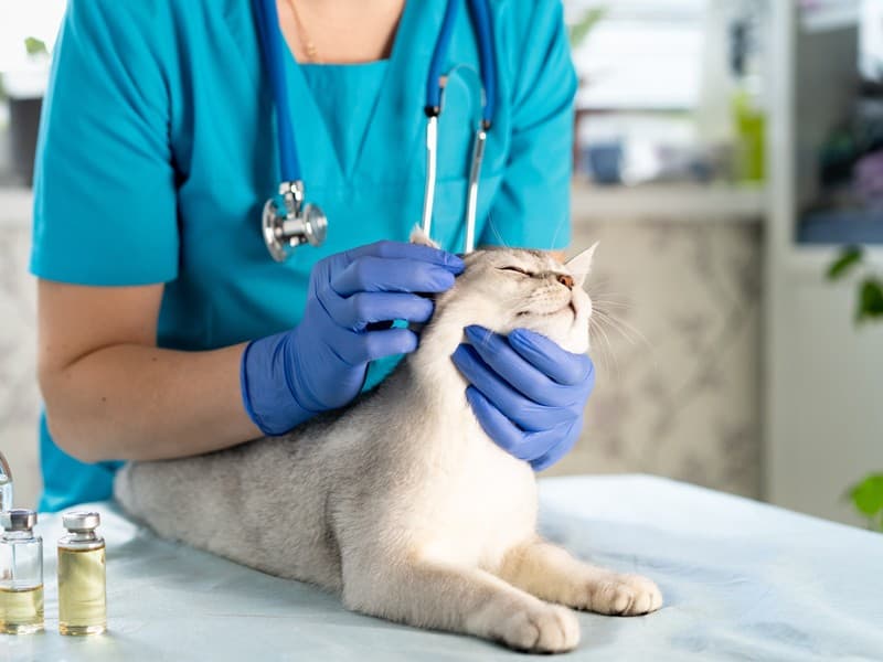 Equipo formado en cirugía veterinaria en Boiro