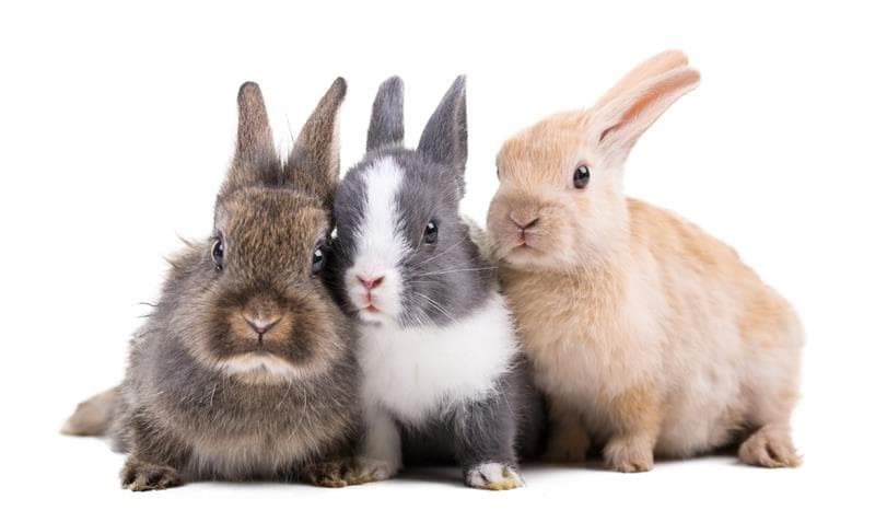 Manejo y comportamiento - Conejos