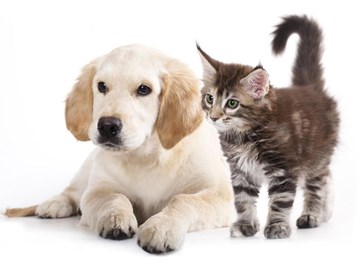 Parásitos intestinales en perros y gatos