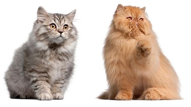 Toxoplasmosis